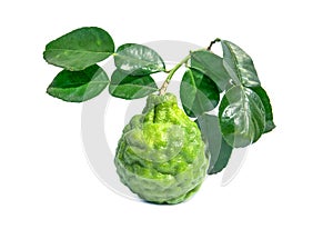 kaffir lime fruit with leaves isolated on white background. Leech lime or Bergamot with green leaf isolated