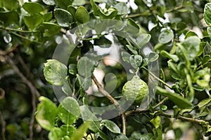 Kaffir Lime Fruit On The Tree