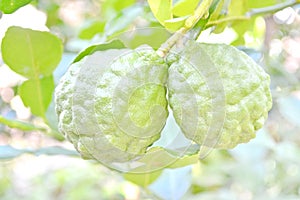 Kaffir Lime fruits growing on tree.