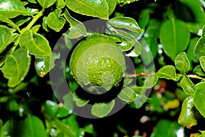 Kaffir lime gardening, Kaffir lime fruits with water drop on tree.