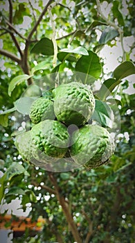 Kaffir lime , group of tropical fruit on the branch of Kaffir lime trees. Fresh and beautiful.