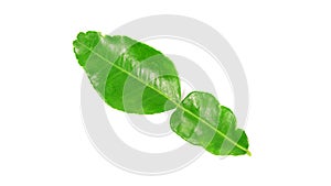 Kaffir lime and kaffir lime leaf