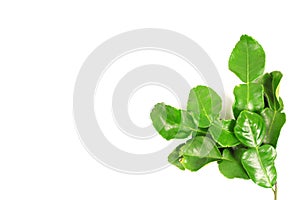 Kaffir lime and kaffir lime leaf