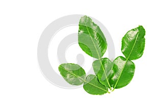 Kaffir lime and kaffir lime leaf