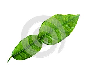Kaffir lime leaf photo