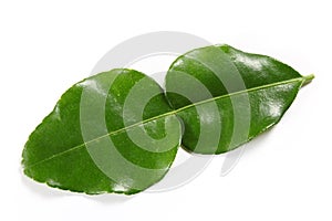 Kaffir lime leaf photo