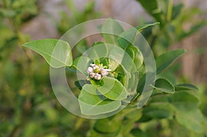 Kaffir lime leaf