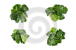 Kaffir lime leaf or Daun Limau Purut isolated on white background.