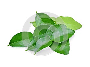 Kaffir lime leaf isolated on white background