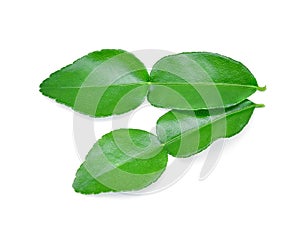 Kaffir lime leaf isolated on white background