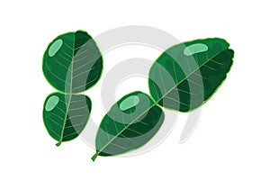 Kaffir lime leaf or makrut lime leaf on white background.