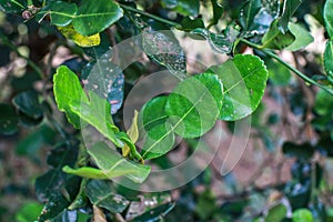 Kaffir lime leaves, commonly used as a cooking spice and treats several diseases. The leaves are highly aromatic