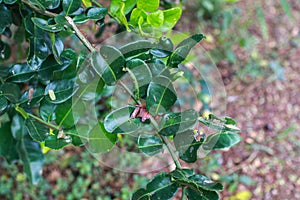 Kaffir lime leaves, commonly used as a cooking spice and treats several diseases. The leaves are highly aromatic