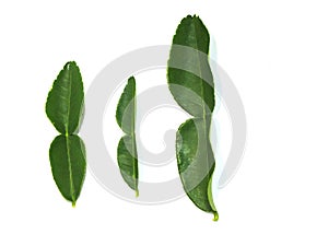 Kaffir lime leaves help nourish scalp and hair.
