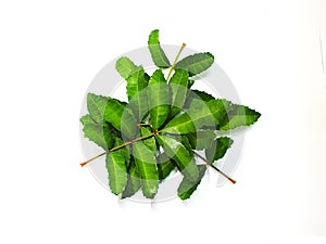 Kaffir lime leaves help nourish scalp and hair.