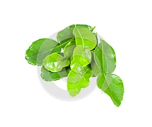 Kaffir lime leaves isolated with clipping path