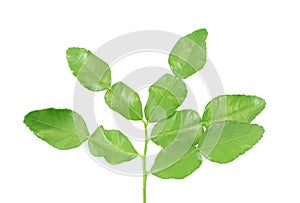 Kaffir lime leaves an isolated on white background.