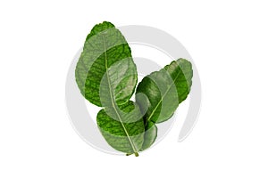 Kaffir lime leaves isolated on white background with clipping path