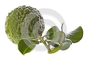 Kaffir Lime and Leaves Macro