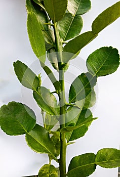 Kaffir lime leaves white background . Citrus hystrix