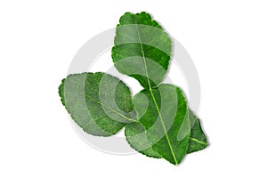 Kaffir lime leaves on white background with clipping path