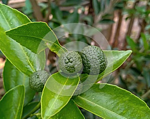 kaffir lime or makrut or bergamot fruit on tree (Citrus hystrix) in outdoor garden