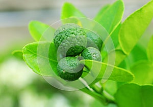 Kaffir lime on tree