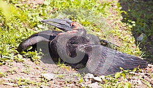 Kaffir Raven horned calao bird predator