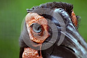 Kaffir southern horned raven bird, another name - Southern ground hornbill