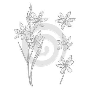 Kafir Lilies flowers. Collection of hand drawn flowers and plants. Botany. Set. Vintage flowers. Black and white