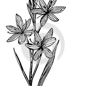 Kafir Lilies flowers. Collection of hand drawn flowers and plants. Botany. Set. Vintage flowers. Black and white