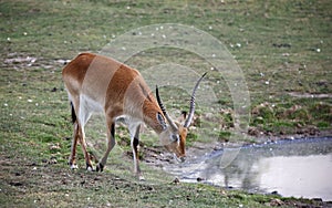 Kafue Lechwe grazing and drinking by the water hole