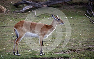 Kafue Lechwe grazing and drinking by the water hole