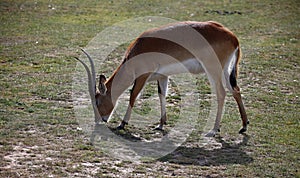 Kafue Lechwe grazing and drinking by the water hole