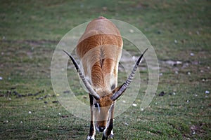 Kafue Lechwe grazing and drinking by the water hole