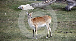 Kafue Lechwe grazing and drinking by the water hole