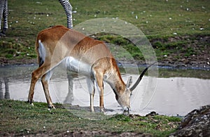 Kafue Lechwe grazing and drinking by the water hole