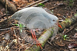 Kagu, endangered bird of New Caledonia
