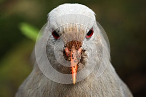 Kagu, endangered new caledonian bird look at you