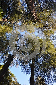 Kahikatea Forest Canopy, Christchurch, New Zealand