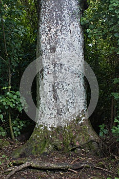 Kahikatea Tree