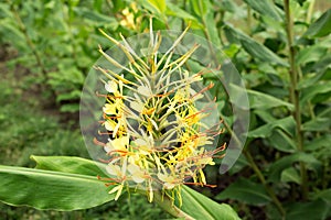 Kahili ginger Flowers. Hedychium Gardnerianum Plant