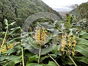 Kahili ginger or ginger lily (lat.- Hedychium gardnerianum photo