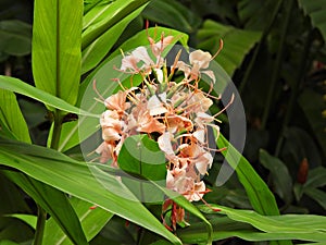 Kahili Ginger (Hedychium gardnerianum)