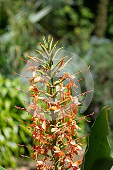 Kahili ginger (hedychium gardnerianum) flowers