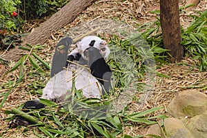 Kai Kai, Giant Panda resident of Singapore Zoo River Safari enclosure, feeding on bamboo on September 26, 2020