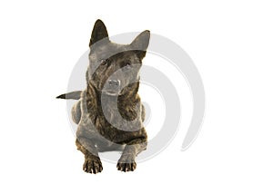 Kai Ken dog the national japanese breed lying down looking at the camera seen from the front isolated on a white background