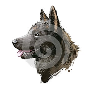 Kai Ken, Tora dog, Kai dog digital art illustration isolated on white background. Japan origin asian purebred northern breed dog.