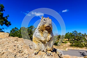 Kaibab squirrel at the Grand Canyon, in northern Arizona, USA