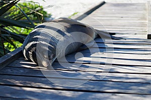 Kaikoura Seals